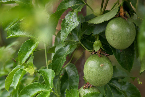2021年种植百香果有补贴吗-摄图网