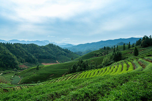 2021年种植水仙茶国家有补贴吗-摄图网