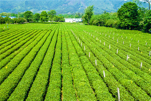 承包茶园前景怎么养-摄图网